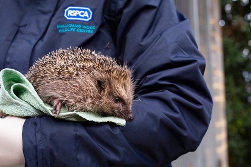 Care poorly hot sale hedgehog